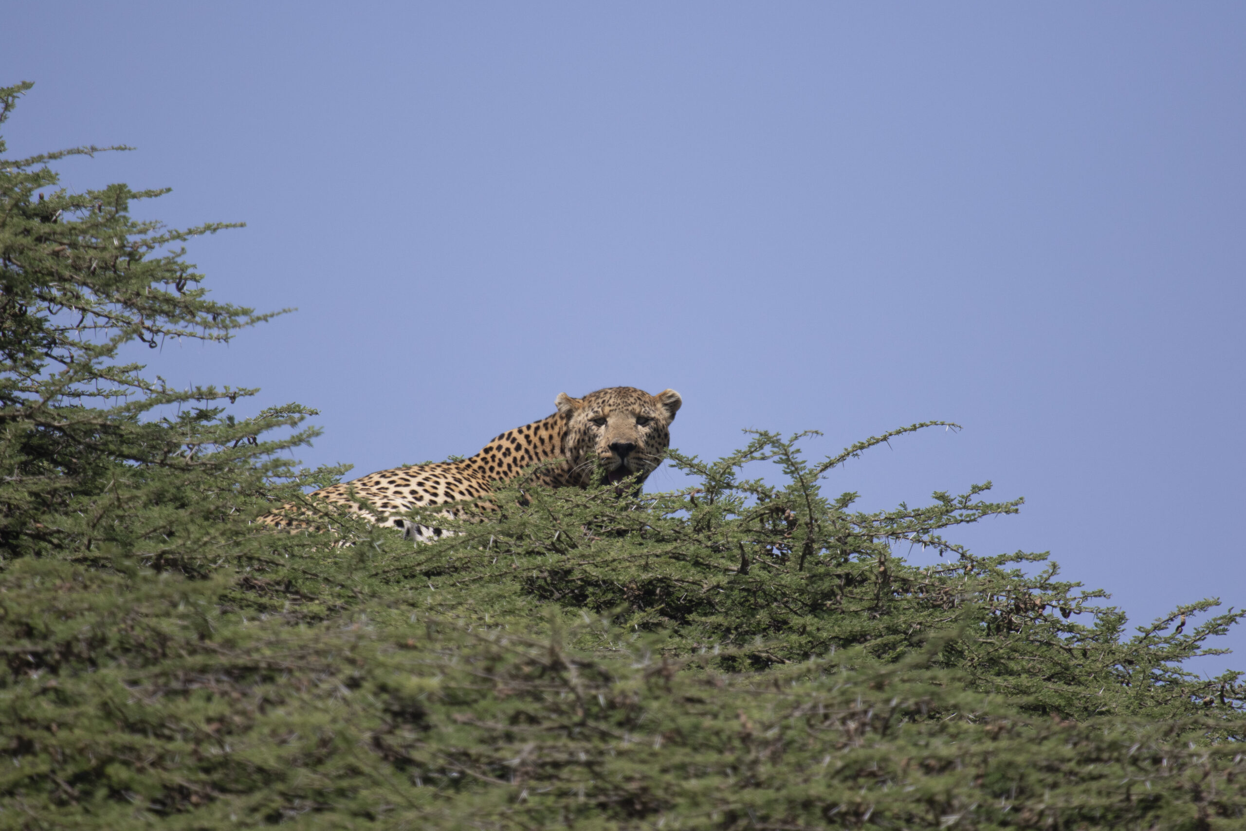 Serengeti Park