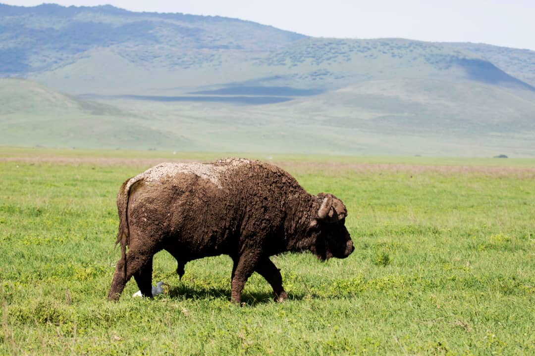 Ngorongoro Conservation Area