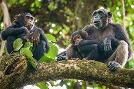 Gombe National Park