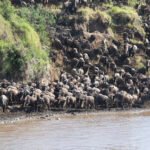 “The Great Wildebeest Migration – Nature’s Greatest Show on Earth.” Over 1.5 million wildebeests and zebras journey across the Serengeti in an endless circle of life and survival.