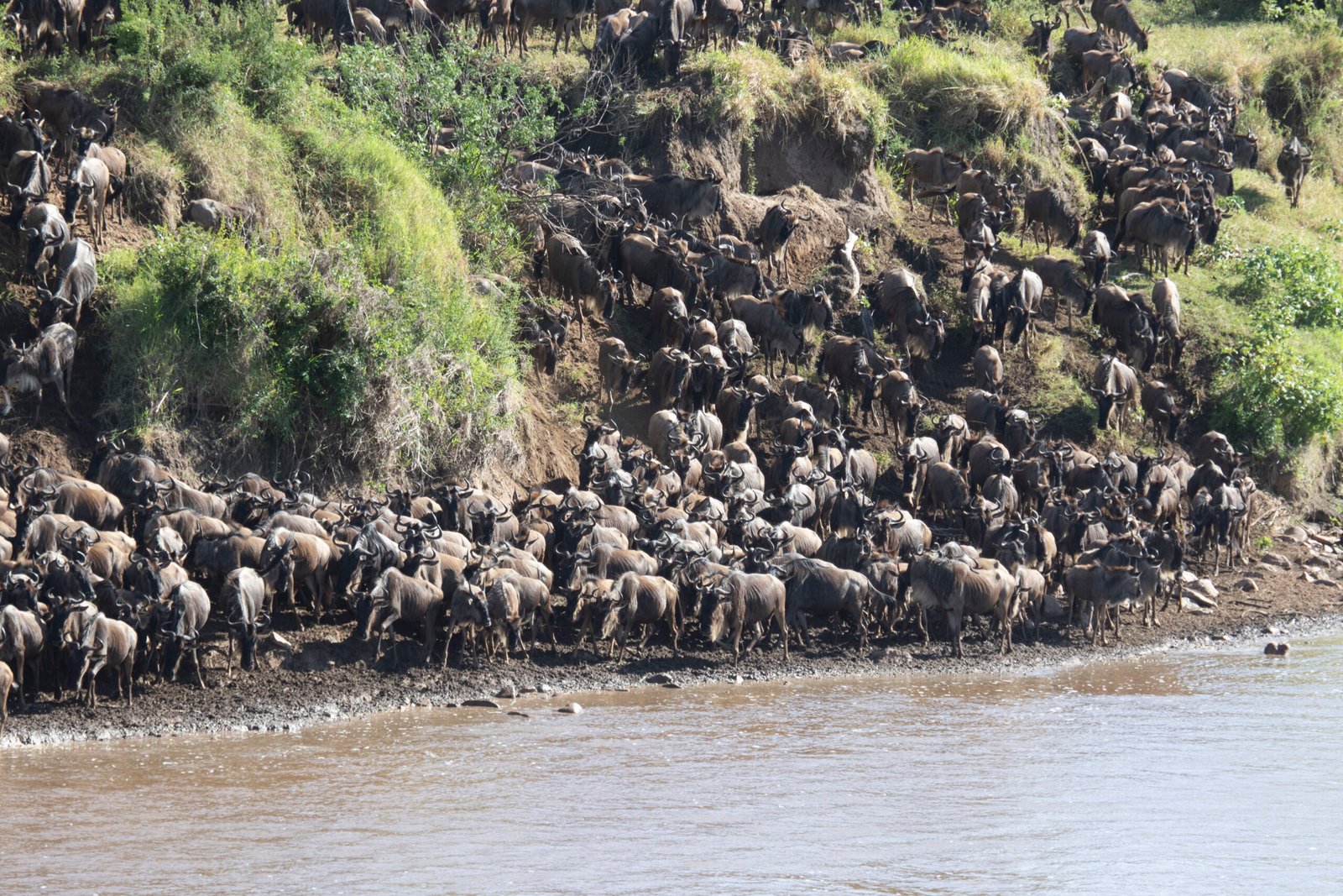 “The Great Wildebeest Migration – Nature’s Greatest Show on Earth.” Over 1.5 million wildebeests and zebras journey across the Serengeti in an endless circle of life and survival.
