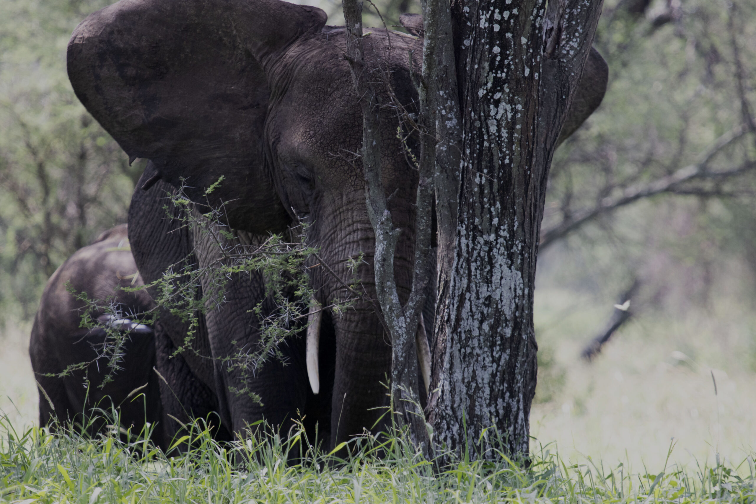 Nyerere National Park